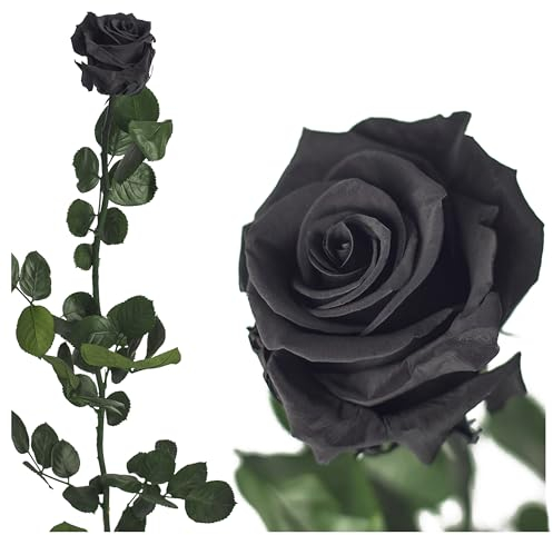 Ewige Rose 50cm, Konservierte Rose mit Stiel Gypsy Rose - Rote Rosen, gefriergetrocknet, haltbare Rosen, Heiratsantrag Deko, infinity rosen, Rose Rot Rose künstlich Ewig blühende Rose (Schwarz)