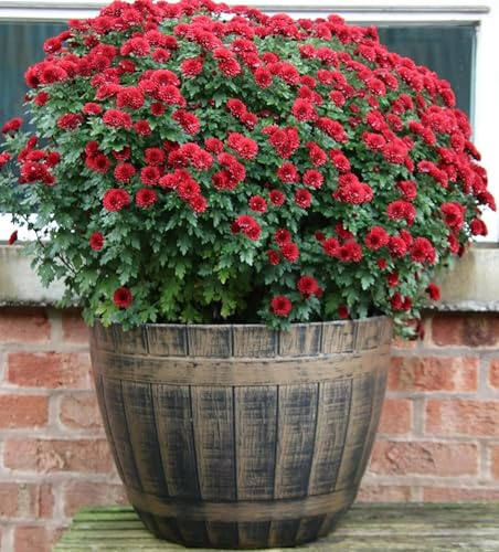 SG Traders Large Barrel Planter, Garden Plant Pot, Heavy Duty Half Barrels for Outdoor, Flower Herb Tree, Container with Drainage Holes, Large Plant Pots Garden