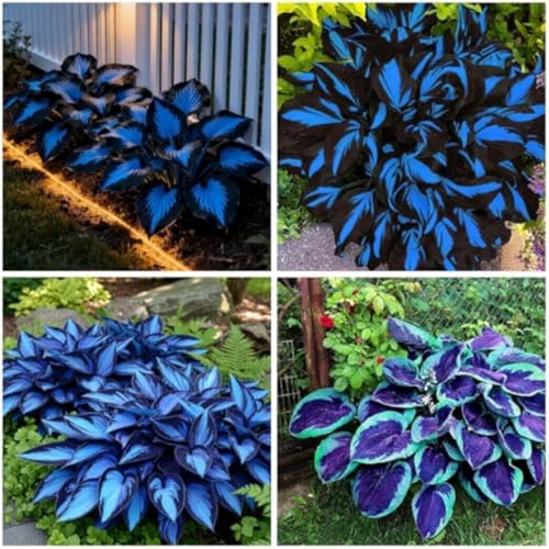 Mitternachtsblaue -Hosta, Mehrjährige Schatten, Winterhart Funkien, Geeignet für Gartenr-4 Wurzel-d