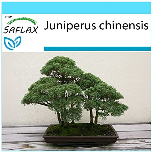 SAFLAX - Geschenk Set - Bonsai - Chinesischer Wacholder - 30 Samen - Mit Geschenk- / Versandbox, Versandaufkleber, Geschenkkarte und Anzuchtsubstrat - Juniperus chinensis