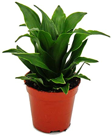 Exotenherz - Mini-Pflanze - Dracaena compacta - Drachenbaum - Ideal für kleine Schalen und Gläser - Baby-Plant im 5,5cm Topf