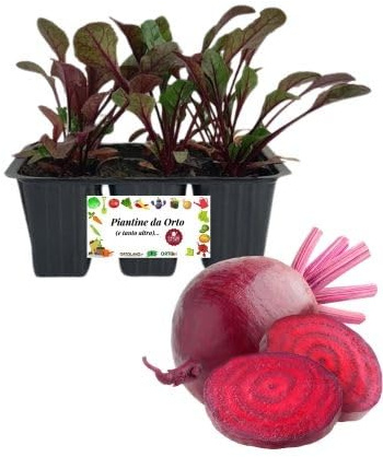 P. Piantine da Orto| Rapa Rossa, Pianta da Orto o Balcone Pronta al Trapianto, Kit da 6 Piantine, Pianta Vera da Esterno, Vivaio Italiano