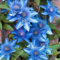 YGHESFDE Clematis knollen winterhart mehrjährig,clematis pflanze winterhart mehrjährig,clematis zwiebeln-10zwiebeln-A