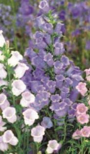 895 Seeds of Campanula Canterbury Bells Mixed, Simply Garden Flower Seeds Grow Your Own Colourful Flowers
