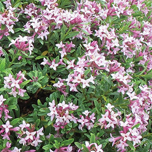 Potted Hardy Shrub for Outdoors Repeat Flowering Scented Blooms, 1 x Daphne Pink Fragrance Plant in 10.5cm Pot by Thompson & Morgan