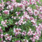Potted Hardy Shrub for Outdoors Repeat Flowering Scented Blooms, 1 x Daphne Pink Fragrance Plant in 10.5cm Pot by Thompson & Morgan