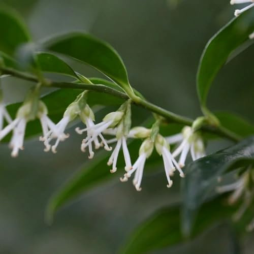 Plant Theory Sweet Box Sarcococca Confusa Shrub Plant 2L Pot