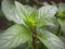 5 Semillas de Mentha piperita hojas de menta fragantes