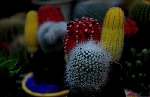 100 pezzi issimi semi viola del pensiero diverso colore ondulate viola tricolor vasi di semi di fiori fai da te casa e giardino