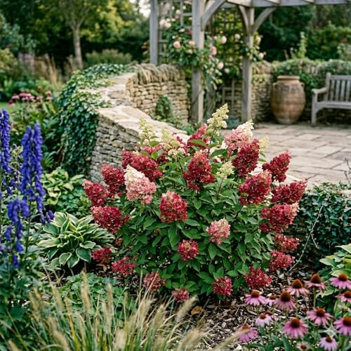 Bedwen Hydrangea 'Wim's Red' 9cm Plant x2 – Colour Changing Panicle Hydrangea for Borders, Screens & Long‑Season Interest
