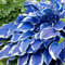 200 Stück Hosta Samen, Funkien Pflanze Winterhart, Mehrjährig Hosta Pflanzen Samen, Funkien Saatgut für Garten, Schnell Wachsend, Hoher Ertrag, Leicht Anbaubar Schattenpflanzen