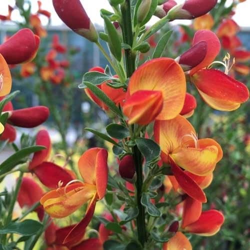 Besen-Ginster Lena/Cytisus Lena - Kleinstrauch und Winterhart | Gelbrote Blüten - Mehrjährige blühende Pflanze - 1 x 1,5 Liter Topf