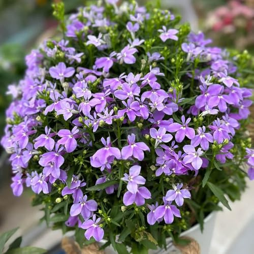 lobelia - de otoño jardín rocas rápido crecimiento silvestres 150semillas