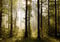 AG Design FTS 0181 Morgen Wald, Papier Fototapete - 360x254 cm - 4 teile, Papier, multicolor, 0,1 x 360 x 254 cm