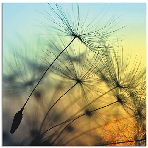 ARTland Wanddeko Wandbild Alu Verbundplatte für Innen & Outdoor Bild 40x40 cm Pusteblume Botanik Blumen Blüten Sonnenuntergang Modern T5XL