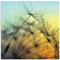 ARTland Wanddeko Wandbild Alu Verbundplatte für Innen & Outdoor Bild 40x40 cm Pusteblume Botanik Blumen Blüten Sonnenuntergang Modern T5XL