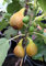Ficus Carica 'Bornholms Diamant' Busch 30-40 cm – Winterharte Feigenpflanze für Garten und Terrasse