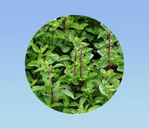20 graines de marjolaine annuelle - herbe aromatique - majorana -