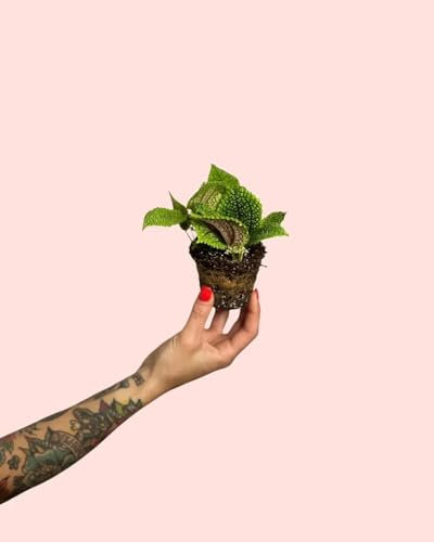 Pilea Moon Valley | Mini Plantas Naturales Terrario | Pur Plant