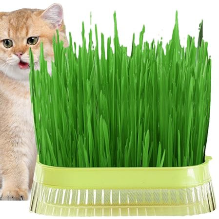Sirseon Cat Grass Planter for Indoor Cats - Soilless Cat Grass Grower - Pet Cat Sprout Dish Growing Pot, Hydroponic Plant Pot, Cat Grass Germination Dish, Greenhouse Grow Box for Indoor