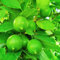 250 pcs samen für zitronenbaum säulenobst deko lemon tree,zitrone,Citrus limon bonsai kaufen pflanztöpfe geschenke garten zwergobstbäume seed obstsamen gartenarbeit spalierobst baum