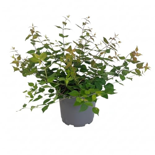 Kolkwitzia amabilis 40-60 cm – Winterhart, Mehrjährig, Pflegeleicht – Kolkwitzie (Perlmuttstrauch) – Heckenpflanze für Garten & Sichtschutz