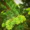 150 pcs Fichte Pflanzen Samen - Picea asperata - garten hochbeet sträucher winterhart winterharte pflanzen hochbeet samen herbs pflanztopf zimmerbonsai bonsai baum seeds pflanzen