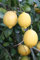Zitronenbaum Fino 95 (Limonero Fino 95) - Echter Zitronenbaum ca. 100-140 cm inkl. Topf - Mediterrane Zitruspflanze für Garten, Terrasse & Balkon - Immergrüner Zitronenbaum - Pflegeleicht & aromatisch