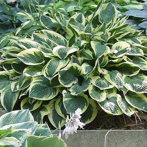Hosta-Zwiebeln, Winterhart Zwiebeln, Schnell Wachsende Funkien, Einfach Zu ZüChten, Ihr üPpiges Laub Verleiht Ihrem Garten Eine Lang Anhaltende SchöNheit! Winterhart Pflanzen, 10zwiebeln-H