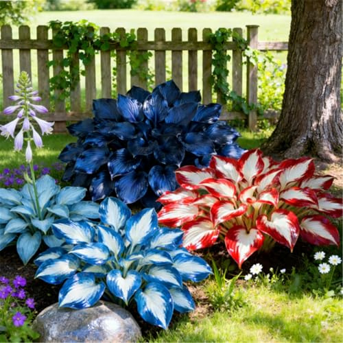 Robuste Funkienmischung (Hosta) mit nackten Wurzeln – Schnellwachsend, schattenverträglich – Leuchtendes Laub – Sommerblüte – Geeignet für Gärten und Terrassen-6 PCS-Verdiano