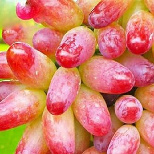 Schnell-Wachsend, Ideale Weintrauben, Sehr Exklusiv, Gartendekoration, Gartendeko FüR DraußEn, Nachhaltige Geschenke, Super Kollektion,-1zwiebeln-a