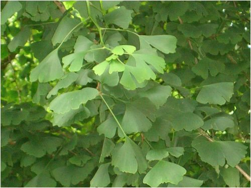 Seedeo Ginkgo (Ginkgo biloba) 6 Samen