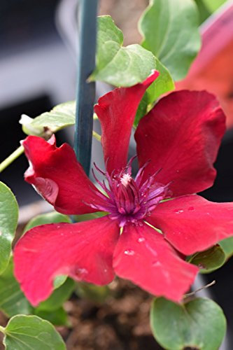 Westcountry Nurseries