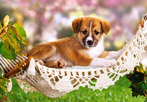 alles-meine.de GmbH Mini - Puzzle 80 Teile - Hunde - Castorland/Tier Tiere Kinder Kinderpuzzle Minipuzzle Minipuzzles