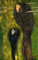 MNMSBFXQ Ölgemälde Leinwandbilder Bild Poster Kunstdrucke Nymphen von gustav klimt für Wanddekoration 60x90cm
