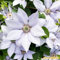 Clematis winterhart mehrjährig immergrün Kann auf Mauern, Sträucher und Zäune klettern-8knollen-H