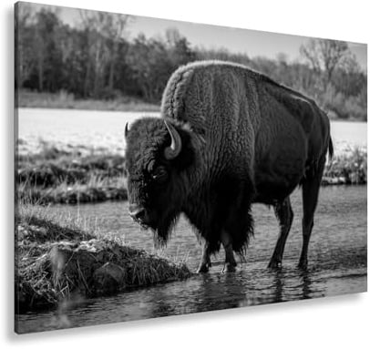 deyoli Leinwandbild Bison am Fluss im goldenen Herbstlicht Format: 80x60cm Effekt:Schwarz&Weiß XXL Kunstdruck Bild auf Keilrahmen/Wandbild/Wohnzimmer Dekoration