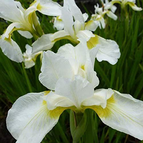 6 x Iris Germanica 'White Knight' - Topf 9x9cm