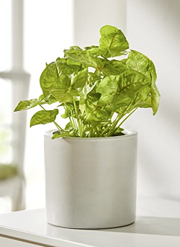 Dekoleidenschaft Cache-pot blanc en terre cuite laqué blanc mat - Pot de fleurs - Pot de fleurs - Pot de fleurs - Pot de fleurs - Pot de fleurs - Décoration de jardin pour l'extérieur