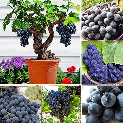 Portal Cool 50 PC-Samen Bonsai Miniatur Perennial Baum schwarze Trauben Rebe Gärten Obst