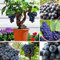 Portal Cool 50 PC-Samen Bonsai Miniatur Perennial Baum schwarze Trauben Rebe Gärten Obst