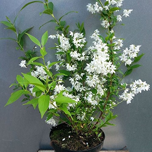 Maiblumenstrauch Deutzia gracilis kleine/zierliche Deutzie weiß blühend ca. 20-40 cm im 3 Liter Topf