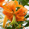 Lilienzwiebeln Baumlilie Riesenlilien Lilium Zwiebeln Onion Knollen Winterhart Frische mehrjährig duftenden Prachtblüten (Henryi)
