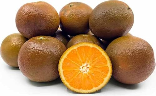 CHOCOLATE ORANGE Tree 2 Year Old Tree in Plastic Pot 140 cm Height + Fertilizer