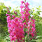 25 Zwerggladiolen rosa - Das beutel von 25 blumenzwiebeln / umfang 7-9cm