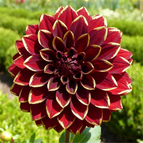 Dalias que no requieren pregerminación - Simplemente entiérralas en la tierra - Plantación sencilla-2 PCS-H