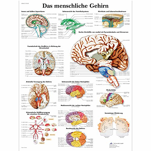 3B Scientific Lehrtafel - Das menschliche Gehirn, VR0615UU