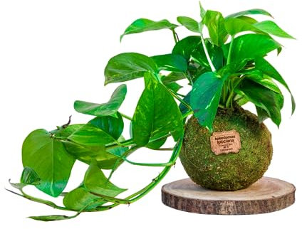 Kokedama Potus Natural - Kokedama Interior | Bola de Musgo Vivo | Planta Natural | Planta Interior | Decoración Hogar | Fácil Cuidado y Mantenimiento
