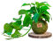 Kokedama Potus Natural - Kokedama Interior | Bola de Musgo Vivo | Planta Natural | Planta Interior | Decoración Hogar | Fácil Cuidado y Mantenimiento