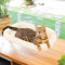 CATISM Foldable Cat Window Hammock Perch - Summer/Winter Cushion Cat Window Bed - Reinforced Cat Window Hammock with 4 Strong Suction Cup - Sturdy Cat Bed for Windows Walls(Beige)